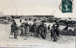 262 Cancale  Pêcheurs Au Triages Des Huitres LL - Cancale