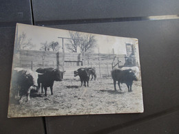 Carte Photo Manade à Confirmer Taureaux Camargue - Sonstige & Ohne Zuordnung