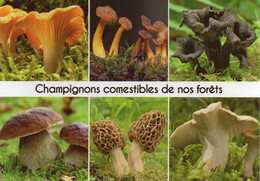 Champignons Comestibles De Nos Forêts - Girolle, Chanterelle, Trompette De La Mort, Cèpe, Morille, Pieds-de-mouton - Funghi