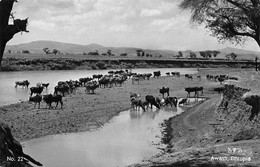 The Awasha River, Ethiopia, Awash - Troupeau De Vaches à La Rivière - Ethiopie