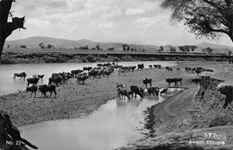 The Awasha River, Ethiopia, Awash - Troupeau De Vaches à La Rivière - Etiopia