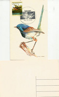 TUVALU ATOLLS. Buff-Breasted Finch.Tangara à Collier Roux  (Tuvalu Stamp)   Maximum-card From Tuvalu Atolls - Songbirds & Tree Dwellers