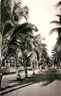 72688842 Cotonou Avenue Plantee De Cocotiers Cotonou - Belize