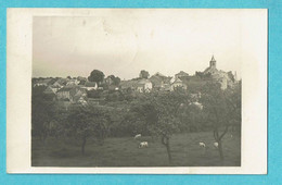 * Solre Saint Gery (Beaumont - Hainaut - La Wallonie) * (Gevaert - Carte Photo) Panorama, Vue Générale, Vache, église - Beaumont