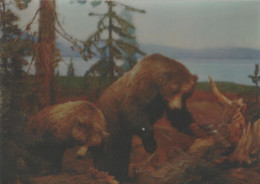 Bears / Ours - 3D / Stereoscopique (1971) - Cartes Stéréoscopiques