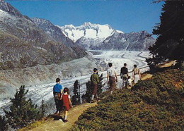 AK 062746 SWITZERLAND - Naturschutzgebiet Aletschwald Am Grossen Aletschgletscher Bei Riederalp-Bettmeralp - Riederalp