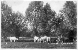 La Guerche. Les Vieux Saules. (Vaches Au Pâturage) - La Guerche Sur L'Aubois