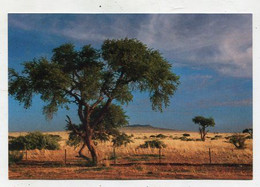 AK 062994 NAMIBIA - Farmland Im Süden - Namibië