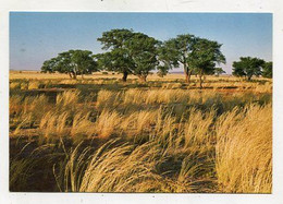 AK 062995 NAMIBIA - Namib Park - Namibia