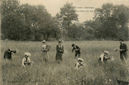 La Vie Aux Champs * La Cueillette Des Marguerites * Promeneurs - Autres & Non Classés