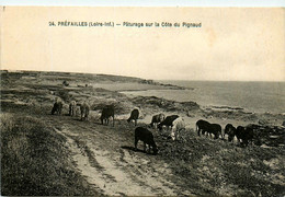 Préfailles * Pâturage Sur La Côte Du Pignaud - Préfailles