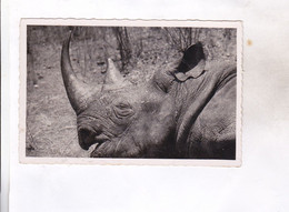 CPA PHOTO CAMEROUN, RHINOCEROS  D AFRIQUE - Rinoceronte