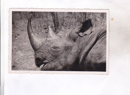 CPA PHOTO CAMEROUN, RHINOCEROS  D AFRIQUE - Neushoorn