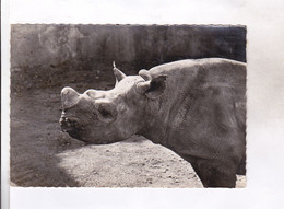 CPM PHOTO RHINOCEROS En 1957! - Rinoceronte