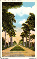 Florida Jacksonville Royal Palm Trees - Jacksonville