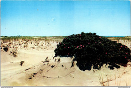 Massachusetts Cape Cod Wild Roses - Cape Cod