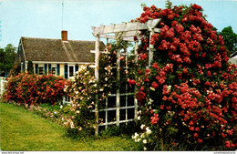 Massachusetts Cape Cod Typical Cottage And Roses - Cape Cod