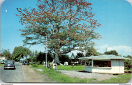 Florida Clearwater The Famous Kapok Tree - Clearwater