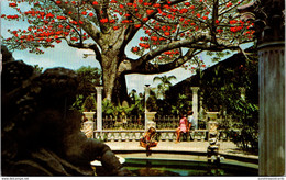 Florida Clearwater The Famous Kapok Tree 1978 - Clearwater