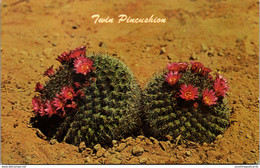 Arizona Phoenix Papago Park Desert Botanical Gardens Cactus Twin Pincushion - Phönix