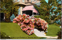 Washington Tacoma Residence Scene With Beautiful Hydrangeas - Tacoma