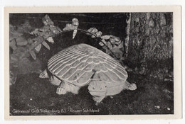 TORTUE - Reuzen Schildpad - VALKENBURG - Schildpadden