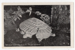 TORTUE - Reuzen Schildpad - VALKENBURG - Tartarughe