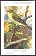 CP Illustrateur : Hub.Dupond-Oiseaux, Hypolaïs Contrefaisant - Pájaros