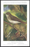 CP Illustrateur : Hub.Dupond-Oiseaux, Fauvette Des Jardins - Pájaros