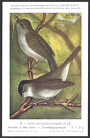 CP Illustrateur : Hub.Dupond-Oiseaux, Fauvette à Tête Noire - Pájaros