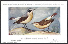 CP Illustrateur : Hub.Dupond-Oiseaux, Motteux Cendré - Pájaros