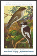 CP Illustrateur : Hub.Dupond-Oiseaux, Gobe-mouche à Collier - Pájaros