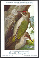 CP Illustrateur : Hub.Dupond-Oiseaux, Pic Cendré - Pájaros