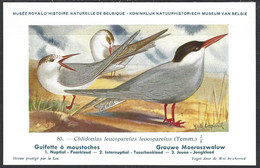 CP Illustrateur : Hub.Dupond-Oiseaux, Guifette à Moustaches - Pájaros