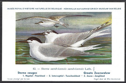 CP Illustrateur : Hub.Dupond-Oiseaux, Sterne Caugec - Pájaros