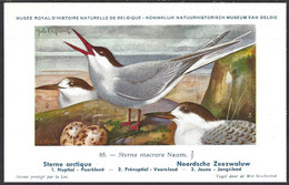 CP Illustrateur : Hub.Dupond-Oiseaux, Sterne Arctique - Pájaros