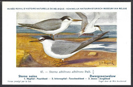 CP Illustrateur : Hub.Dupond-Oiseaux, Sterne  Naine - Pájaros