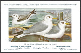 CP Illustrateur : Hub.Dupond-Oiseaux, Mouette à Trois Doigts - Pájaros