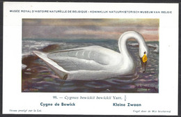 CP Illustrateur : Hub.Dupond-Oiseaux, Cygne  De Bewick - Pájaros