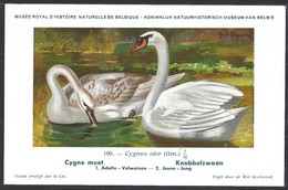 CP Illustrateur : Hub.Dupond-Oiseaux, Cygne  Muet - Pájaros