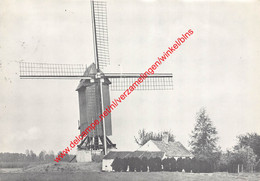 Molen 't Dal - Oudste Molen Van België - Zingem - Zingem