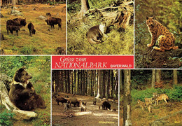 Germany - Nationalpark Bayer. Wald # - Ansichtskarte Gebraucht / View Card Used (X1501) - Regen