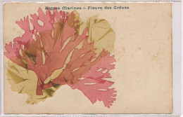 Algues Marines Sechées  Fleurs Des Greves Herbier Dried Seaweed - Sonstige & Ohne Zuordnung