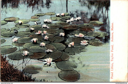 Maine Auburn Taylor Pond With Pond Lillies - Auburn