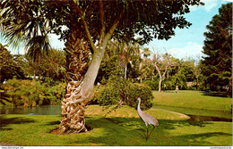 Florida Sarasota Jungle Gardens Strangler Fig Tree & Florida Sand Hill Crane - Sarasota