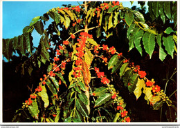 Hawaii Kona Typical Coffee Beans - Big Island Of Hawaii