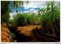 Hawaii Sugar Cane And Irrigation Canal - Big Island Of Hawaii