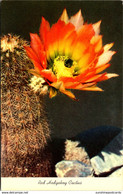 Red Hedgehog Cactus In Bloom - Cactus