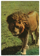 CENTRAFRICA / REP.CENTRAFRICAINE - AFRICAN FAUNA / LION / THEMATIC STAMP-BUTTERFLY - Centrafricaine (République)