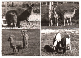 CPSM 14 (Calvados) Bellengreville - Parc Zoologique. Kangourou, Daims, Moufflons Et Chèvres Naines TBE - Other & Unclassified